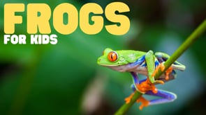 Vimeo Thumbnail