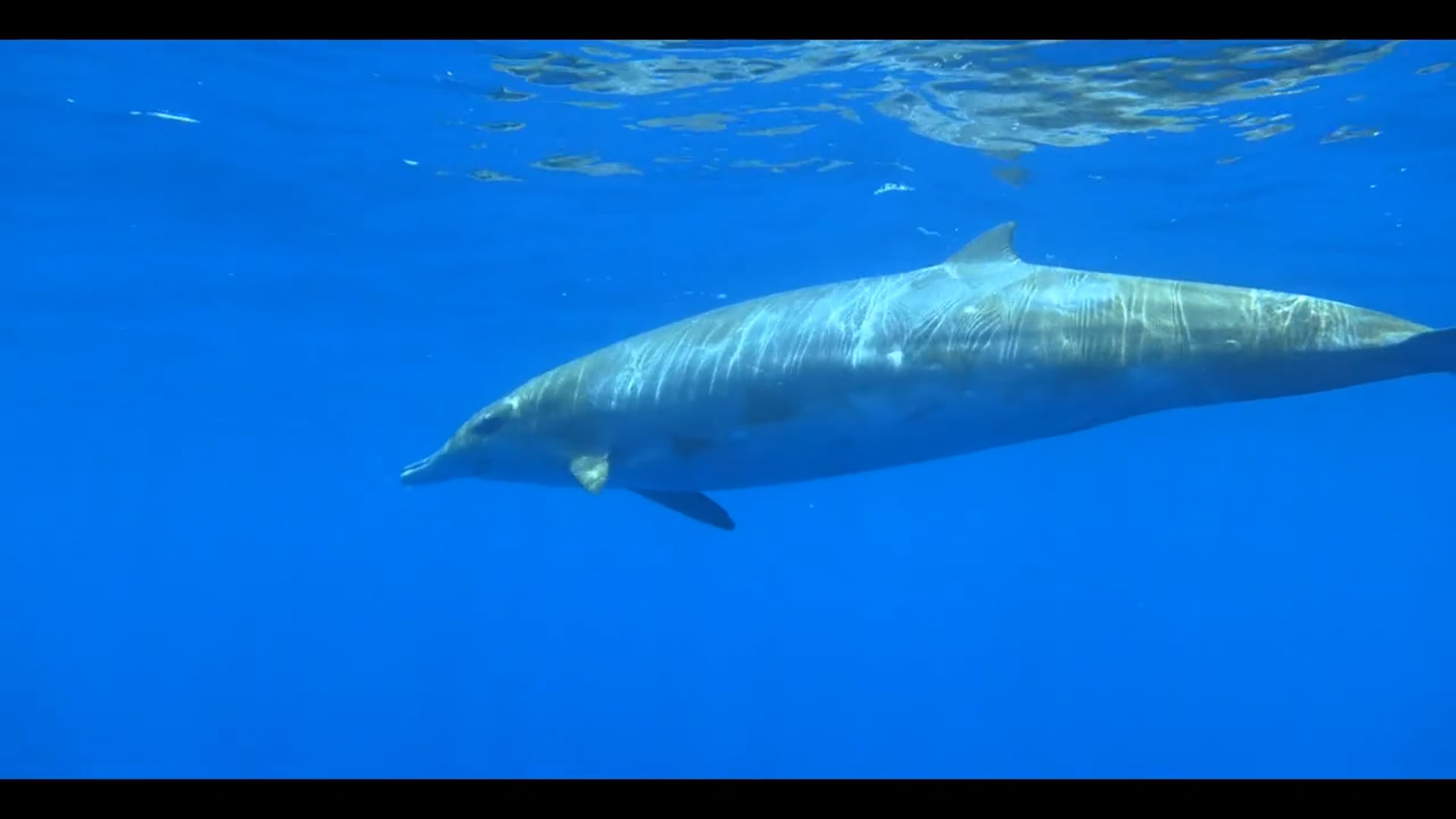 Blainville's Beaked Whales