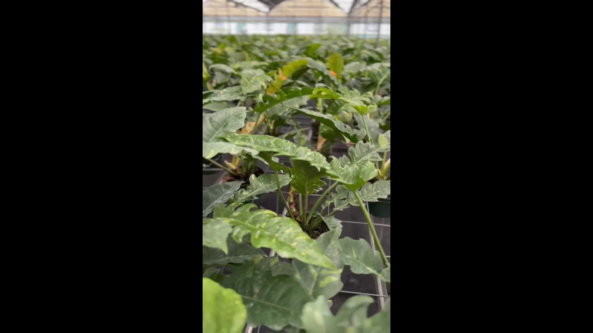 bag plant 25 Gallon Grow Bag main image 0