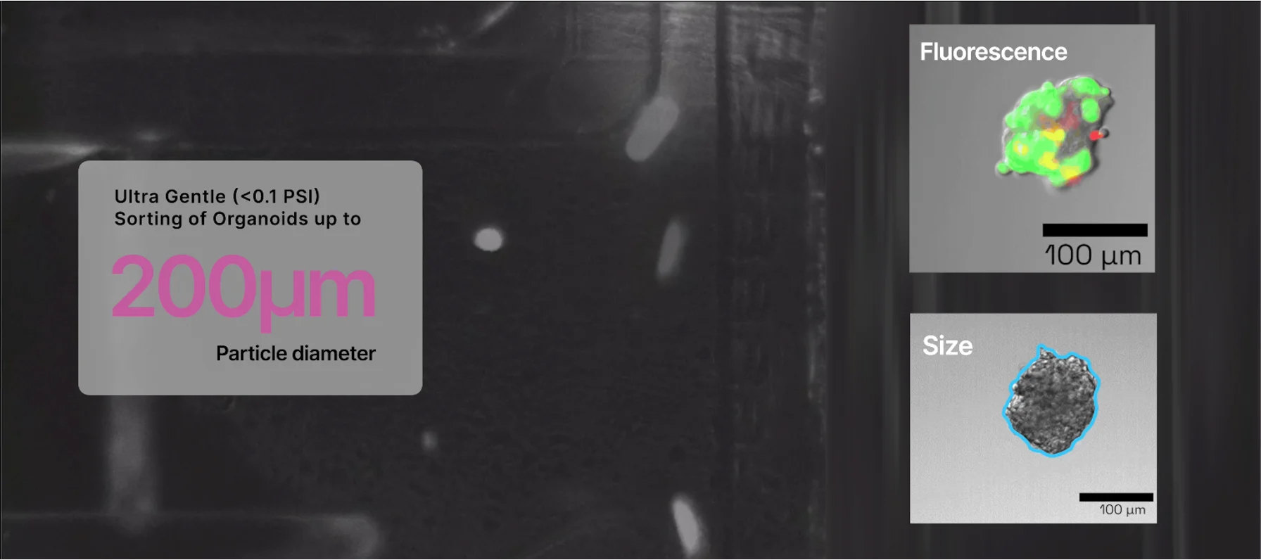 nx8925(4個)Spg01(1個) Nodexus | NX One MAX: Organoid & Spheroid Sorter