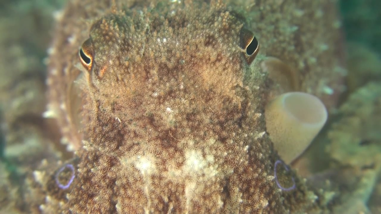 Occellate Octopus - Unknown