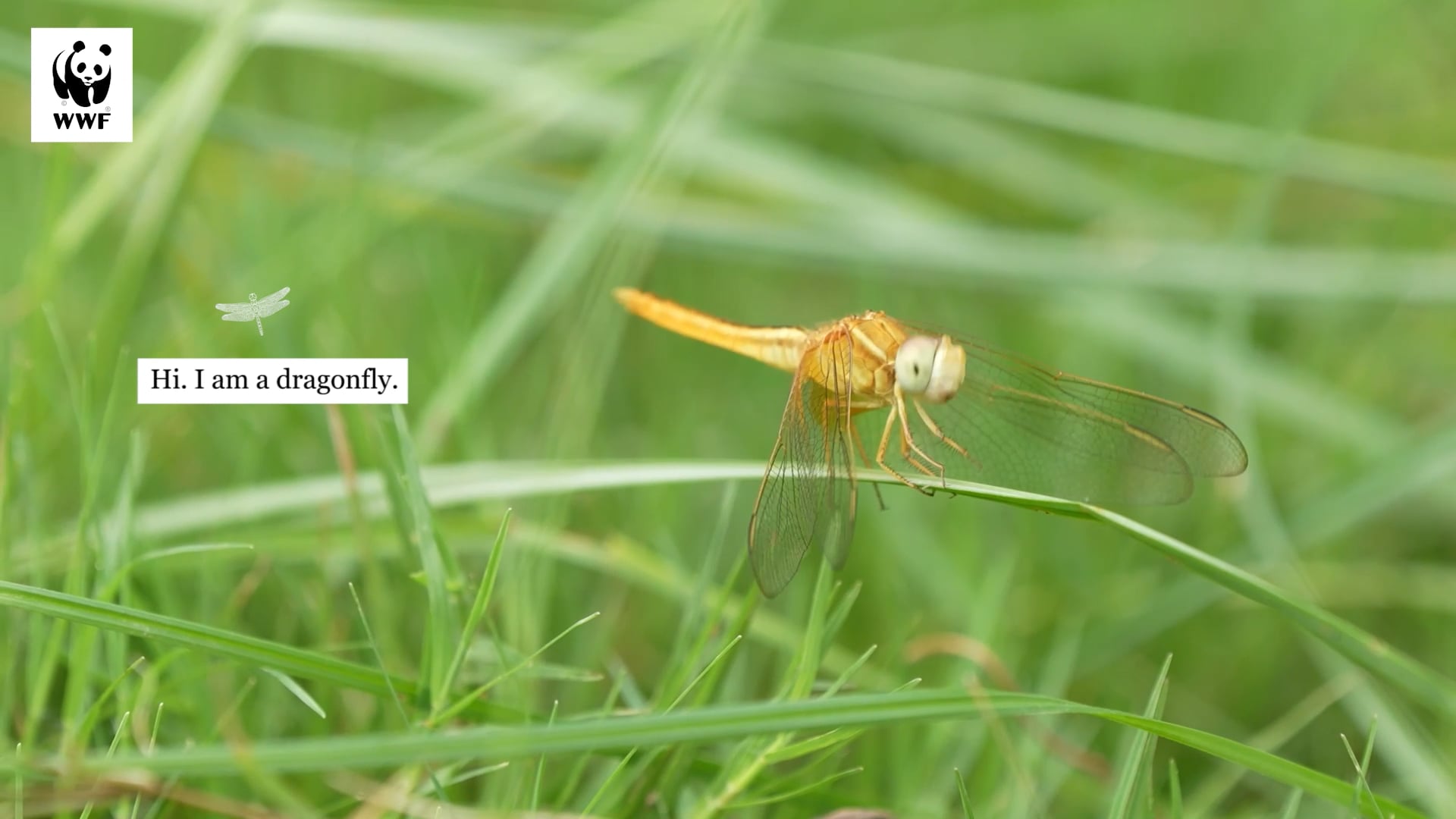 WWF India x Dragonfly Festival 2023