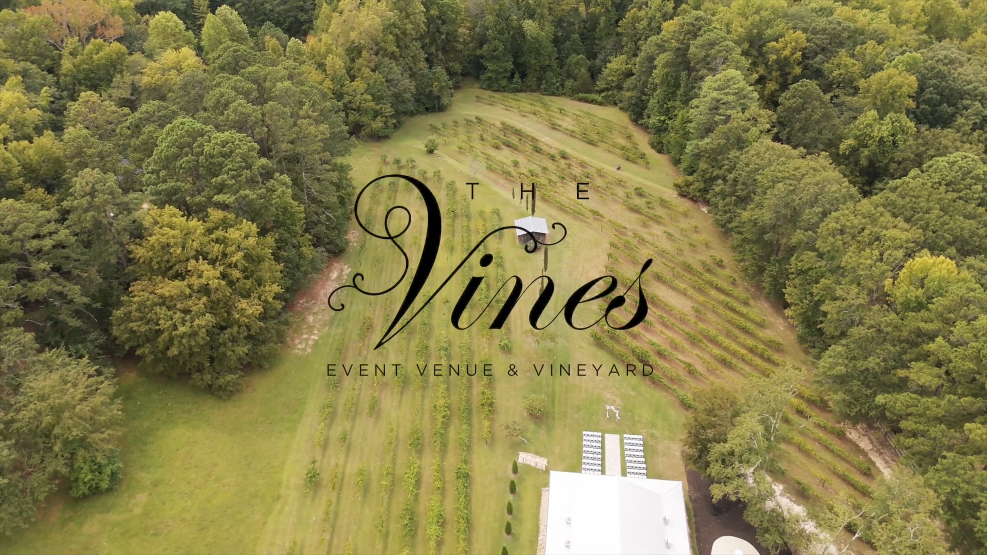 The Vines