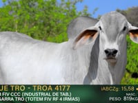 Lote 04