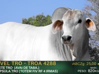 Lote 05