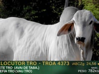 Lote 06