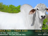 Lote 07