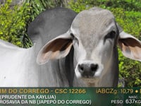 Lote 24