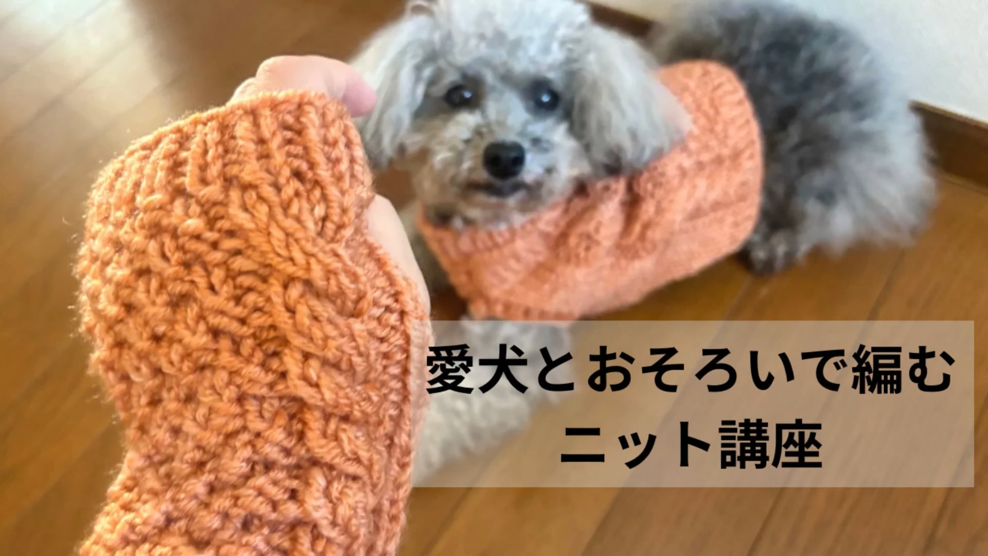 予告編動画のサムネイル画像