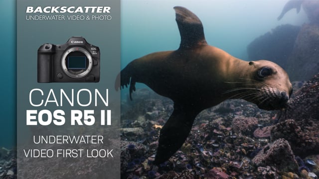 Canon EOS R5 II Underwater Video First Look