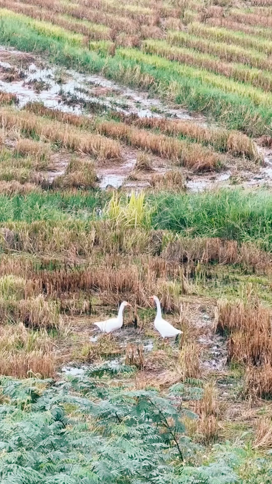 SEPTEMBER SUNDAYS :: GEESE LOVE
