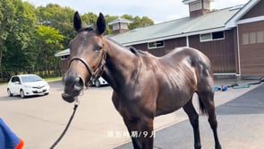 動画サムネイル