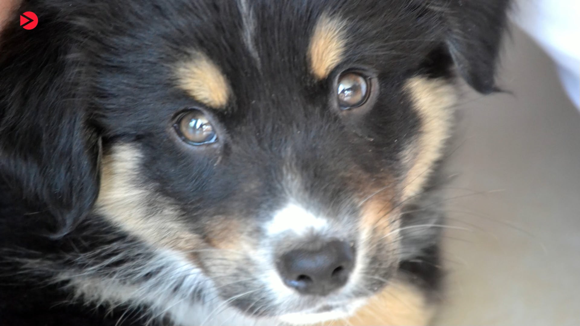 Video Vorschaubild Erst der Kurs, dann der Hund