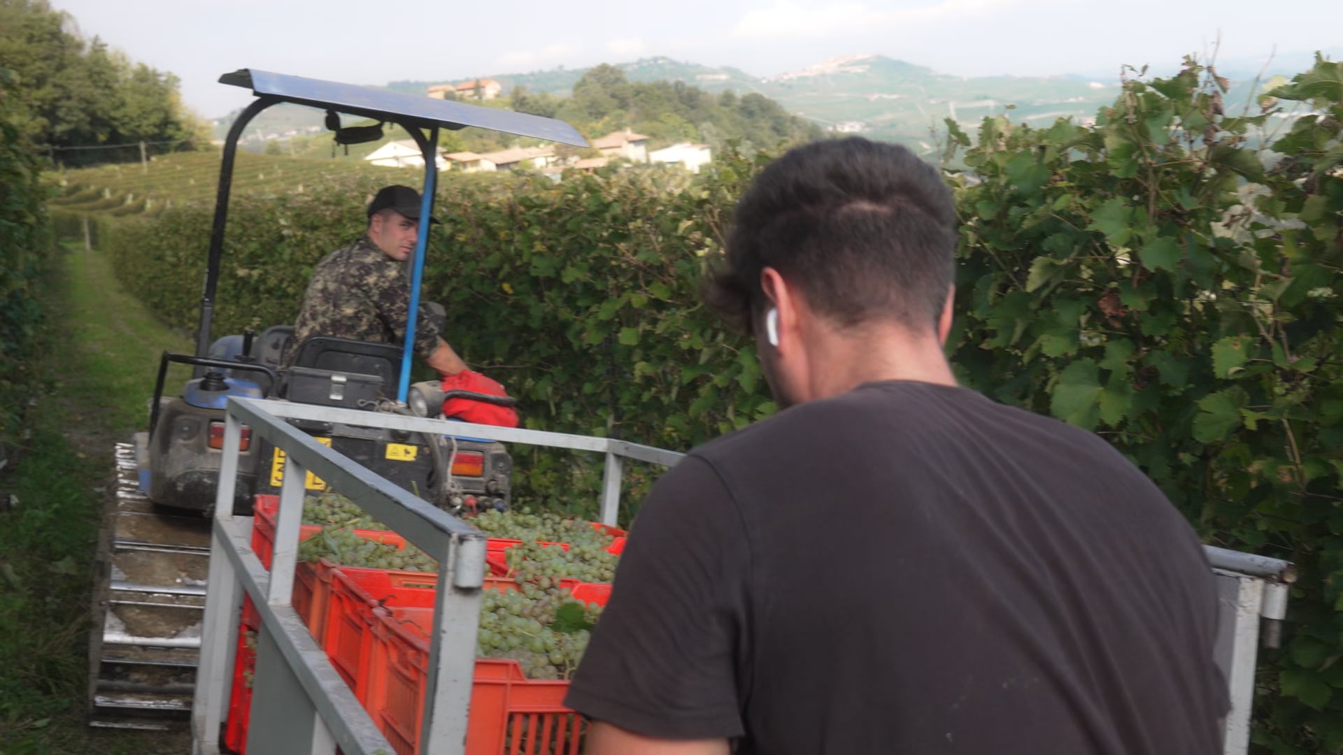 Vendemmia 2024 Langhe Doc Bianco - Harvest
