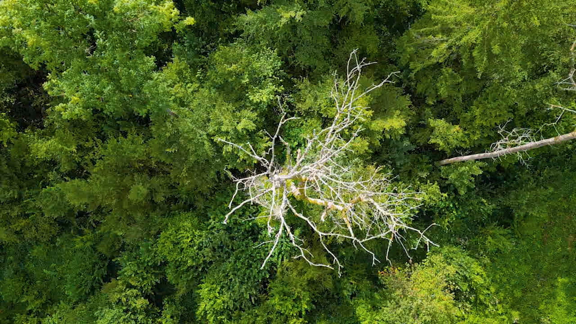 OUR CHANGING FORESTS