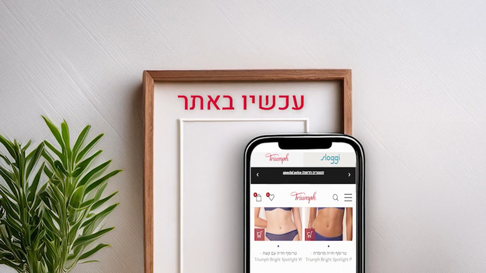 Triumph Collection 24 Winter