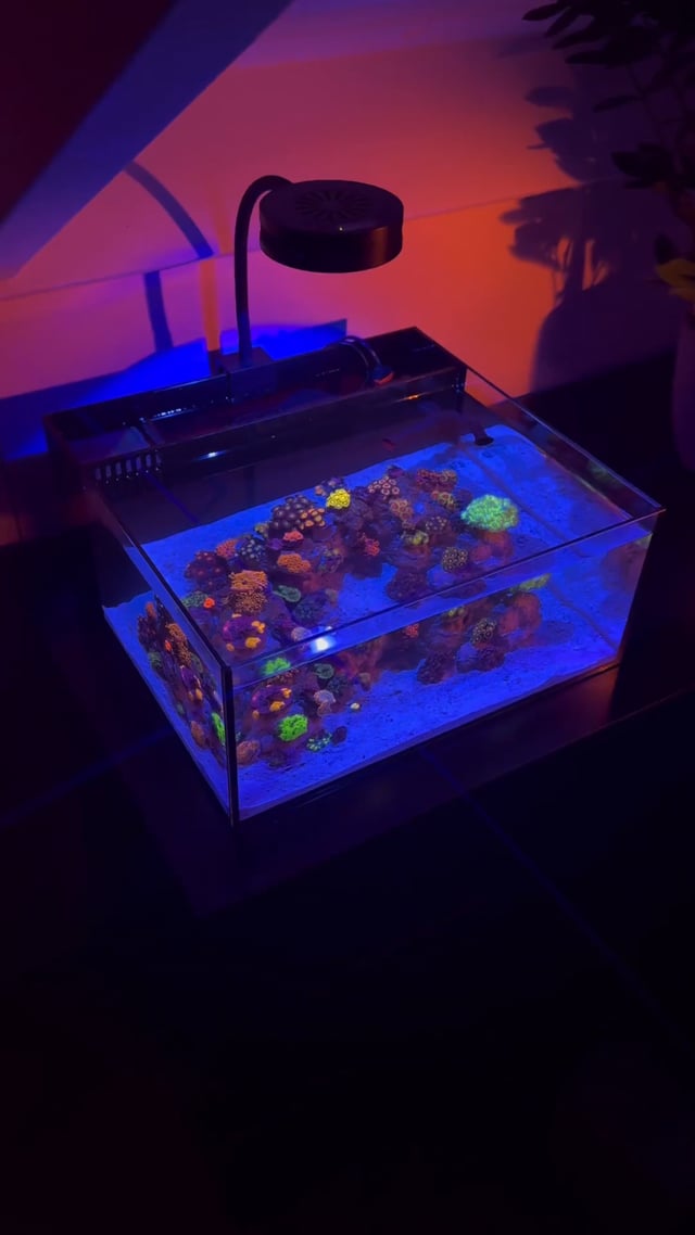 Pico Reef Tank Mark II