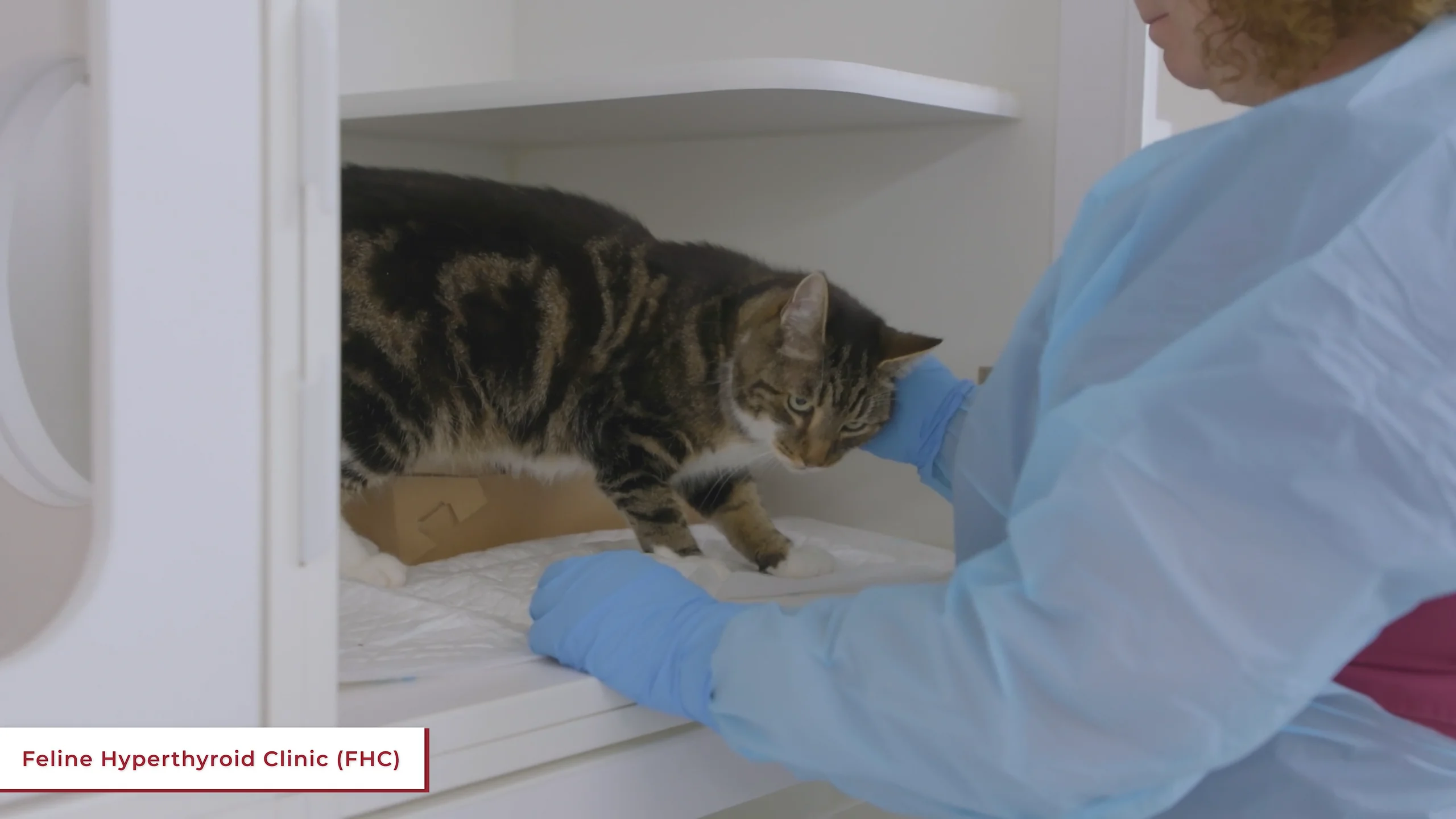 Radioactive thyroid treatment for cats hotsell