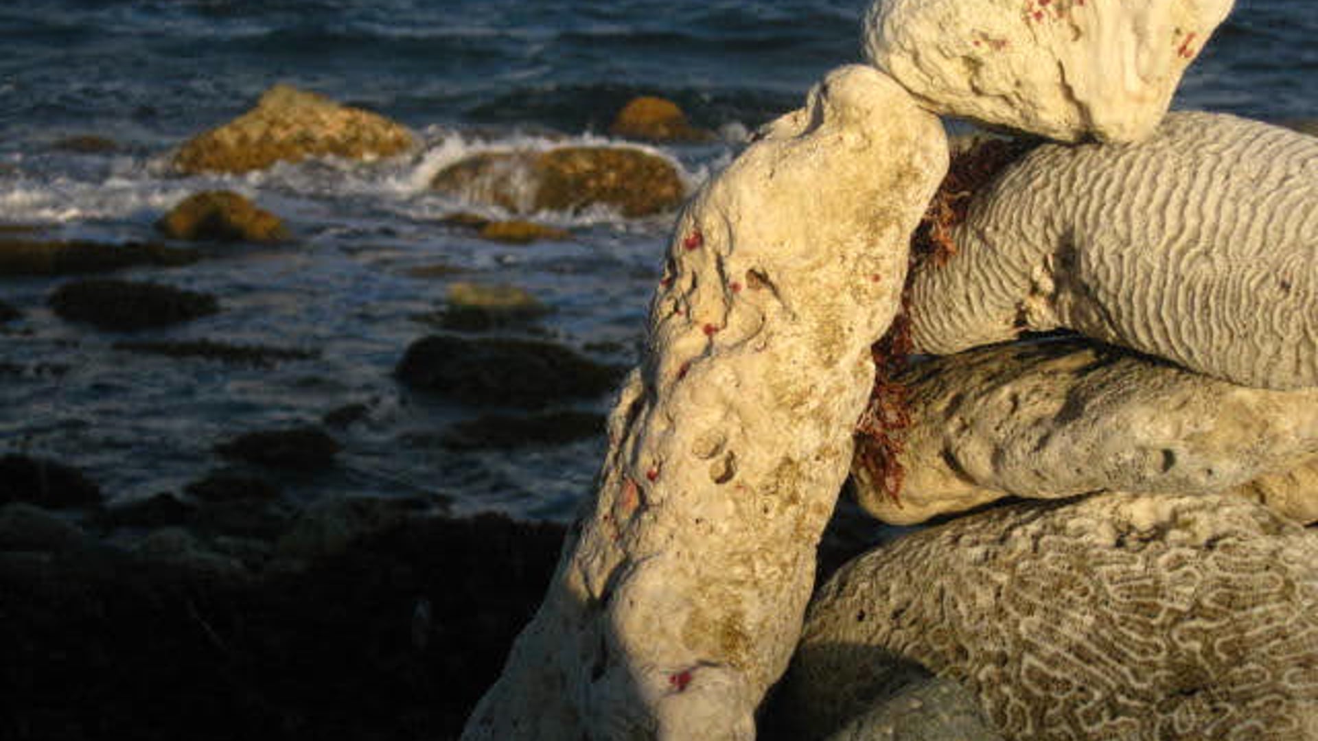 2024 September 9: Mindfulness: The First Factor of Awakening