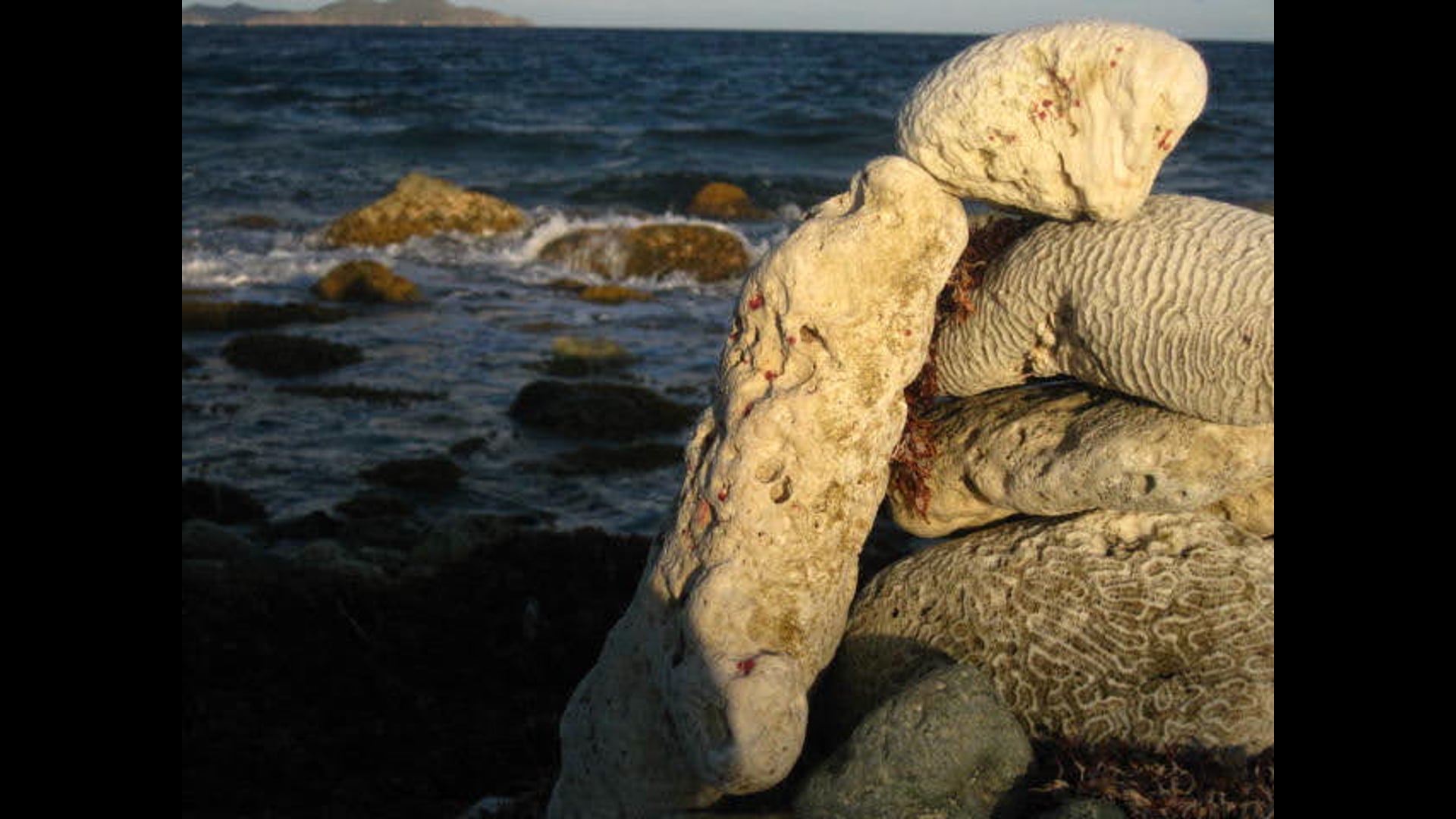 2024 September 9: Mindfulness: The First Factor of Awakening