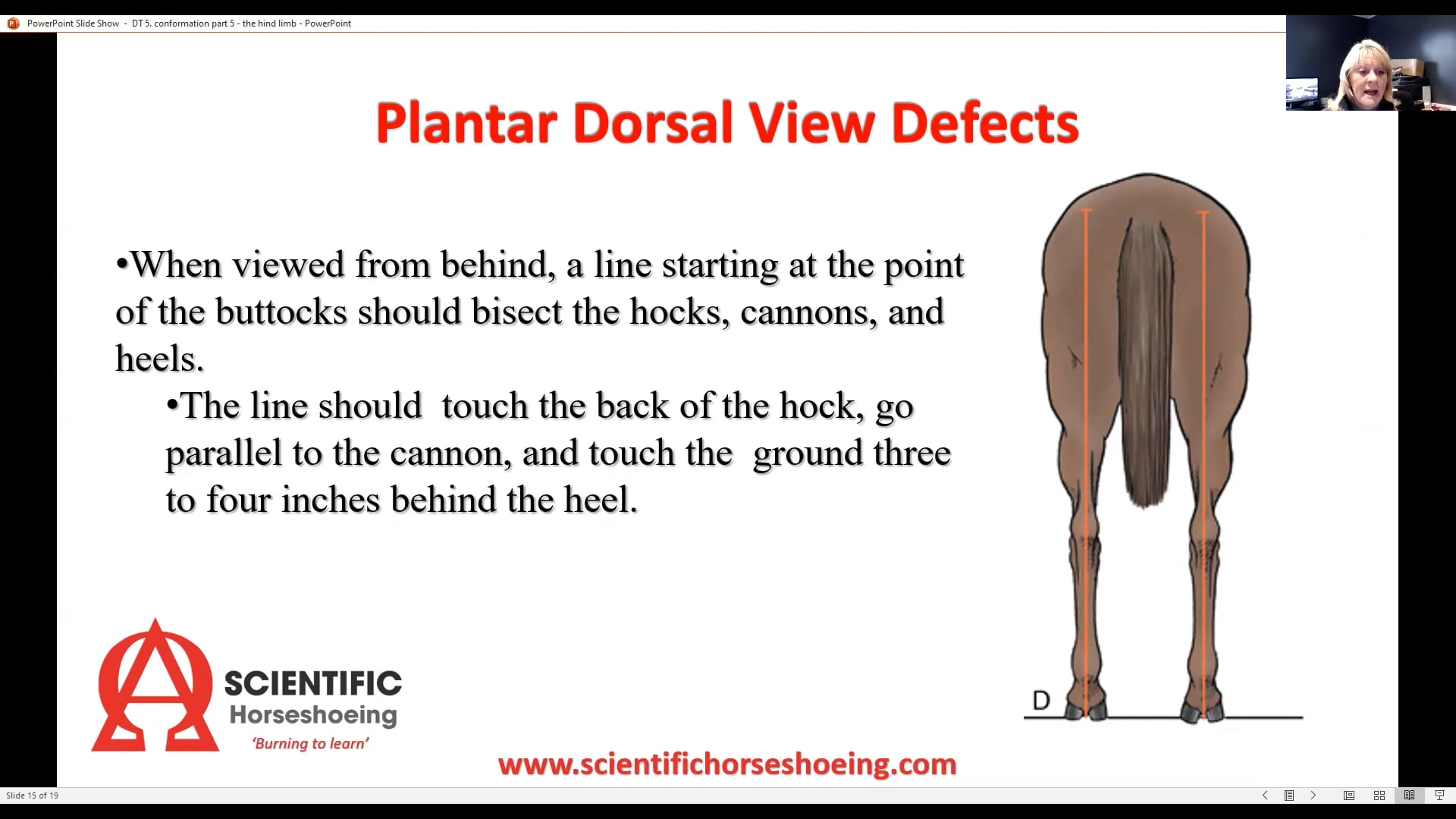 CONFORMATION PART 5 Hind limb conformation faults and their consequences