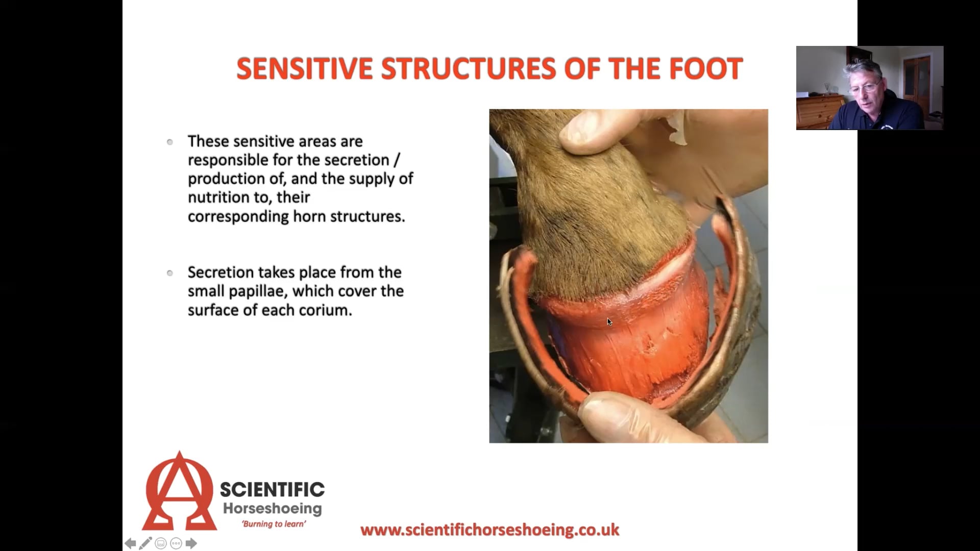 The dermal (sensitive) structures of the foot part 2