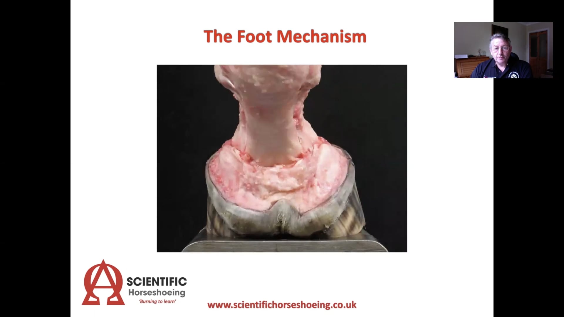 The Foot Mechanism Palmar Aspect