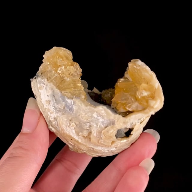 Calcite in Fossil Clam Shell Fort Drum, Okeechobee County, Florida, USA