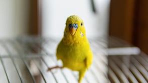 Flying The Nest