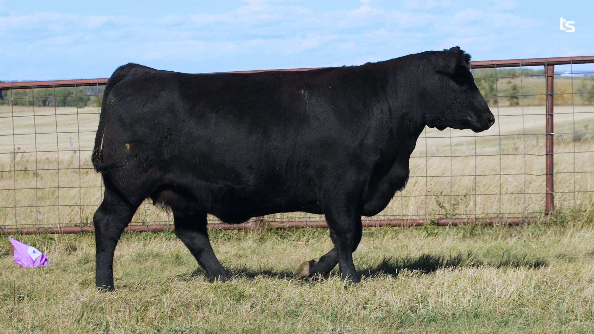 Belvin Angus | Raising quality purebred Angus Genetics in central Alberta