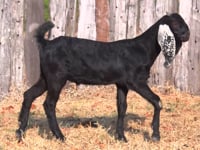 Lote 48