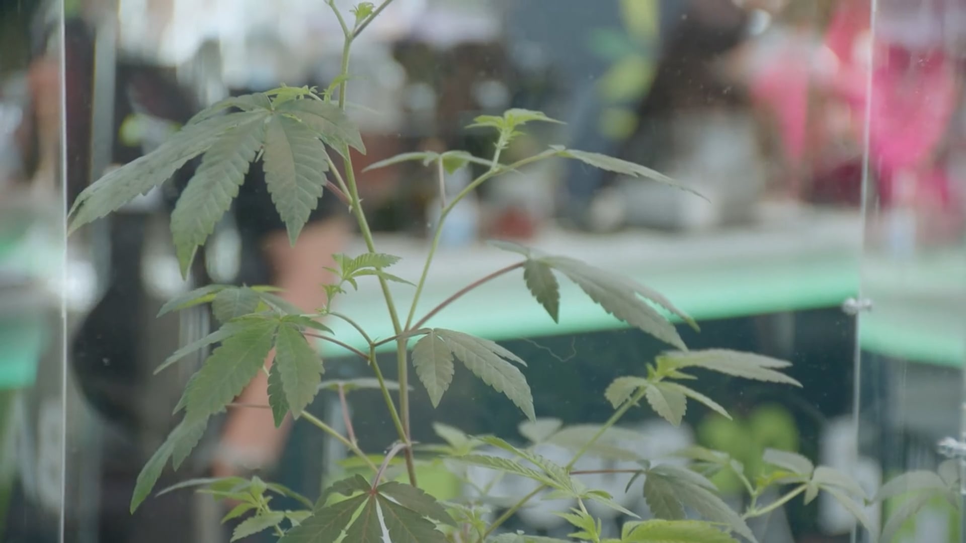 Ausstellerinterview: Four 20Pharma