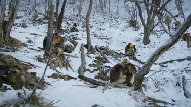 deVine Voices Native French Female Voiceover 'Les Singes Dorés du Hubei' Documentary