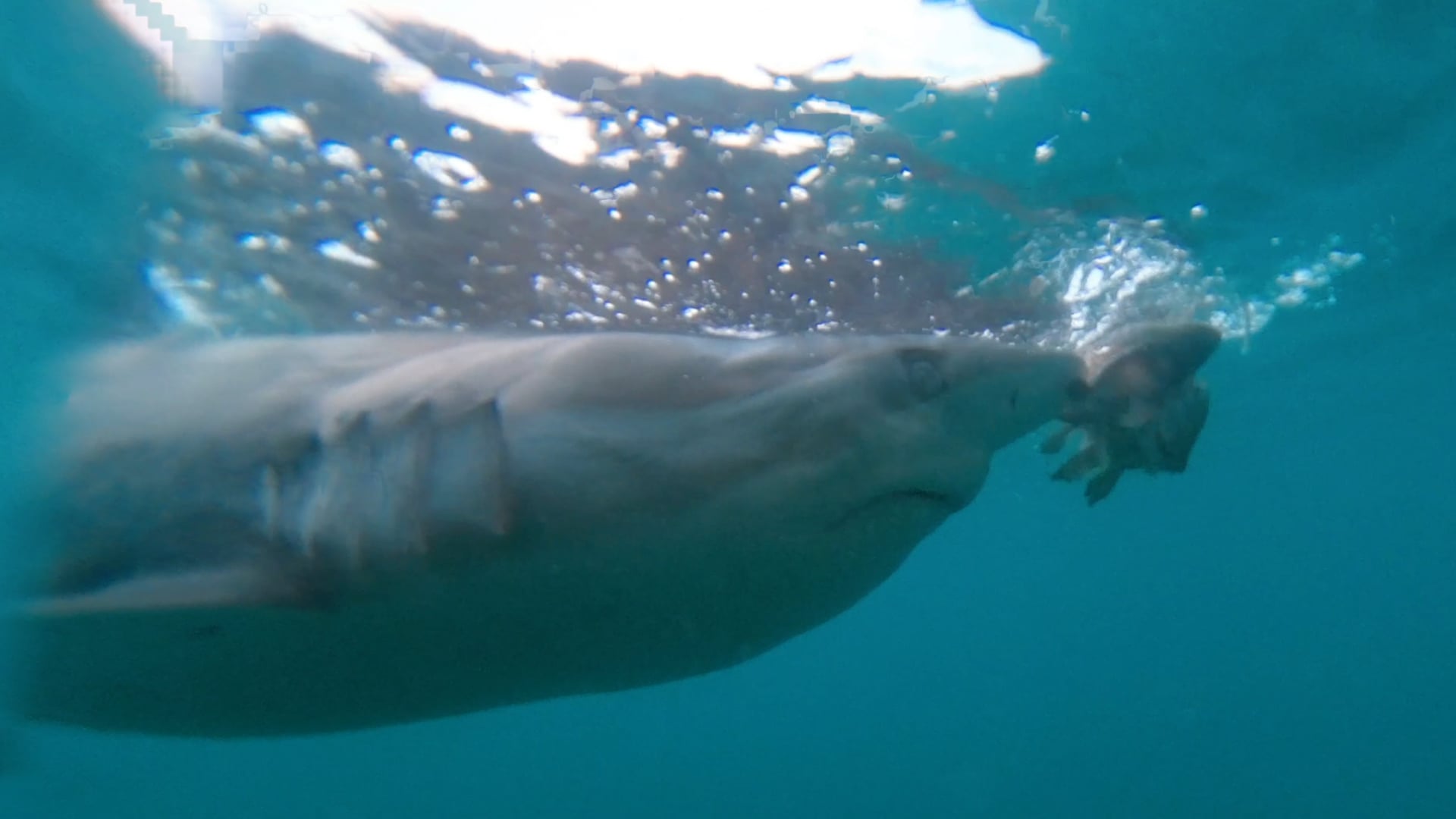 7 Seas Expeditions Feeding the Sharks, South Africa