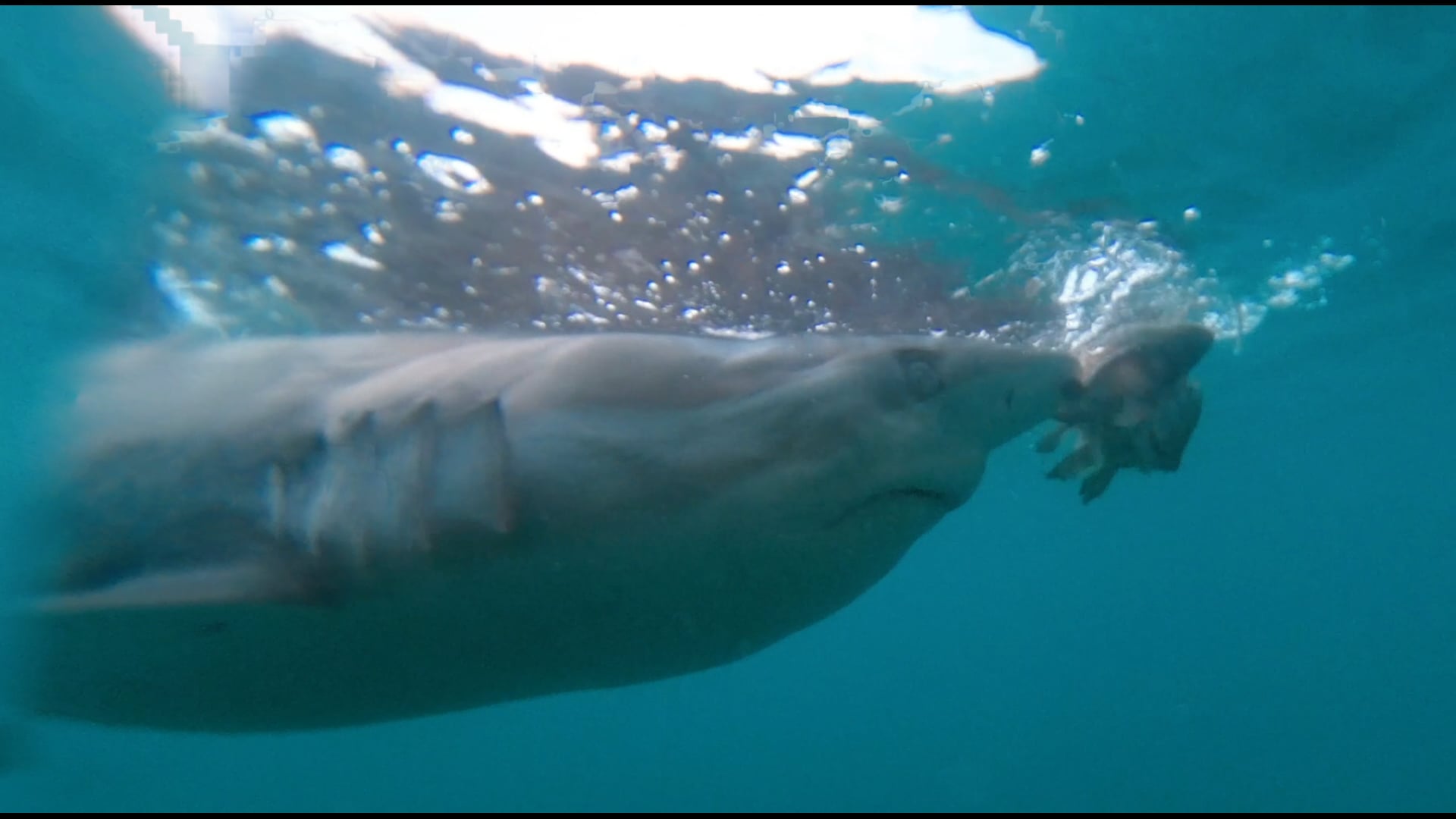 7 Seas Expeditions Feeding the Sharks, South Africa