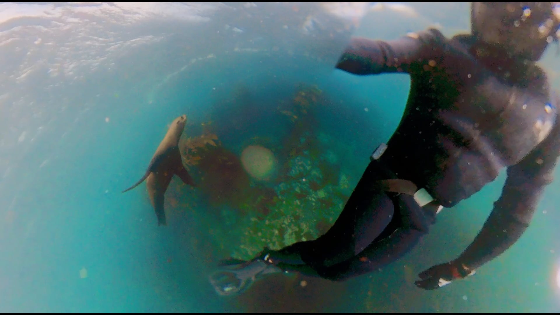 7 Seas Expeditions @ Seal Island, Cape Hope, South Africa