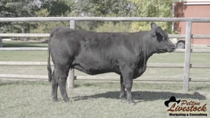 JOB Danell Harmony 42L