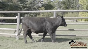 JOB Danell Tippy 36L