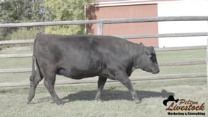 JOB Danell Prancer 50L