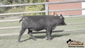 JOB Danell Origami 02M