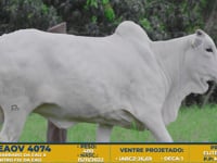 Lote 50