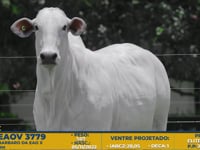 Lote 01