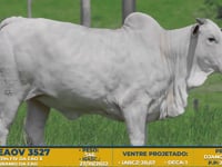 Lote 06