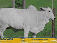 Lote 07