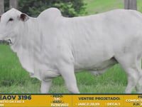 Lote 36