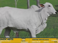 Lote 41