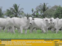 Lote 55 MEGA LOTE