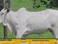 Lote 54