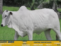 Lote 52