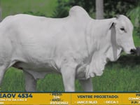 Lote 51